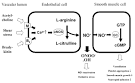 Markus Lassila: Cyclosporine a-induced Hypertension and ...