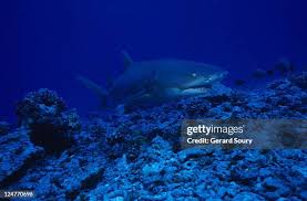 Image result for Negaprion acutidens