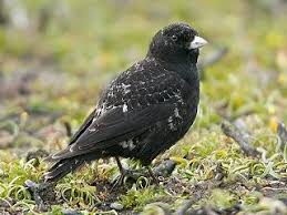 Image result for Melanocorypha yeltoniensis