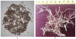 Attēlu rezultāti vaicājumam “Galega orientalis fruit”