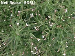 Attēlu rezultāti vaicājumam “Enerthenema papillatum young”