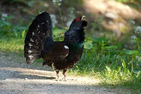 Attēlu rezultāti vaicājumam “Tetrao urogallus male”