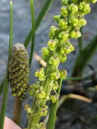 Attēlu rezultāti vaicājumam “Triglochin maritimum flower”
