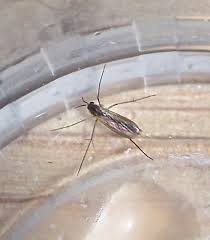 Attēlu rezultāti vaicājumam “Mycetophilidae”