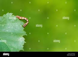 Attēlu rezultāti vaicājumam “Erannis defoliaria imago”