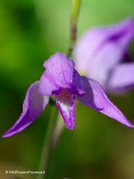 Attēlu rezultāti vaicājumam “Cephalanthera rubra leaf”