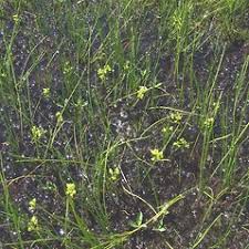 Attēlu rezultāti vaicājumam “Scheuchzeria palustris flower”