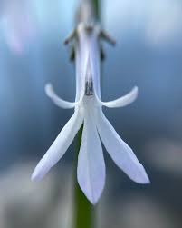 Attēlu rezultāti vaicājumam “Lobelia dortmanna flower”