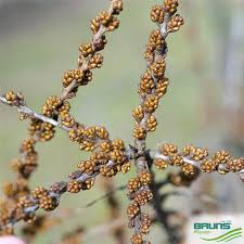 Attēlu rezultāti vaicājumam “Hippophae rhamnoides male flower”
