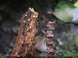 Attēlu rezultāti vaicājumam “Arcyria, Heterotrichia sp.”