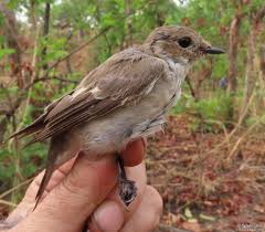 Attēlu rezultāti vaicājumam “Ficedula hypoleuca female”