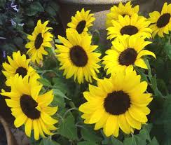 Image result for Helianthus annuus