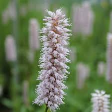 Attēlu rezultāti vaicājumam “Polygonum amphibium flower”