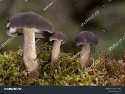 Attēlu rezultāti vaicājumam “Polyporus ciliatus”