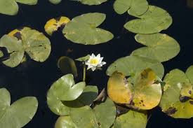 Attēlu rezultāti vaicājumam “Nymphaea alba”