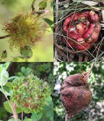 Attēlu rezultāti vaicājumam “Diplolepis bicolor”