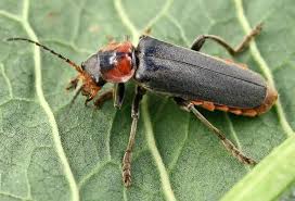 Attēlu rezultāti vaicājumam “Cantharis fusca larva”