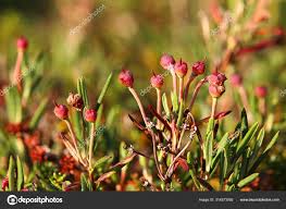 Attēlu rezultāti vaicājumam “Andromeda polifolia fruit”