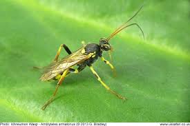 Attēlu rezultāti vaicājumam “Ichneumonidae imago”