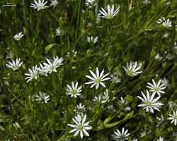 Attēlu rezultāti vaicājumam “Stellaria crassifolia leaf”