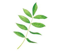 Attēlu rezultāti vaicājumam “Fraxinus excelsior leaf”