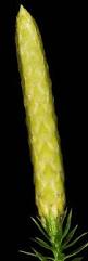 Attēlu rezultāti vaicājumam “Lycopodium annotinum”