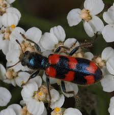 Attēlu rezultāti vaicājumam “Trichodes apiarius”