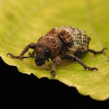 Attēlu rezultāti vaicājumam “Cribraria languescens”