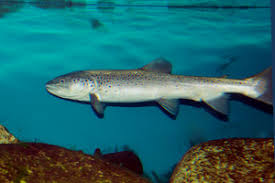 Image result for Salmo zrmanjaensis