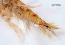 Attēlu rezultāti vaicājumam “Amphipoda”