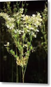 Image result for Filipendula vulgaris