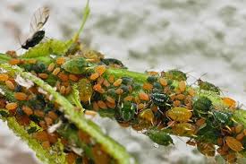 Attēlu rezultāti vaicājumam “Aphis farinosa”