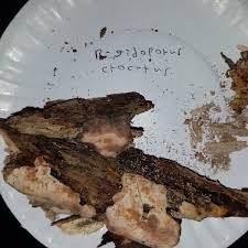 Attēlu rezultāti vaicājumam “Physisporinus sanguinolentus”