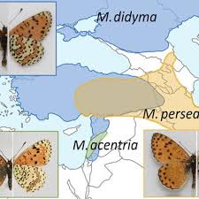 Attēlu rezultāti vaicājumam “Melitaea didyma underside”