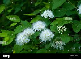 Attēlu rezultāti vaicājumam “Spiraea chamaedryfolia flower”