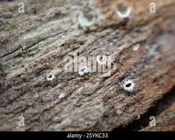 Attēlu rezultāti vaicājumam “Stictis”