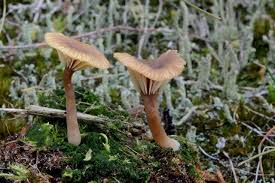 Attēlu rezultāti vaicājumam “Lichenomphalia umbellifera”