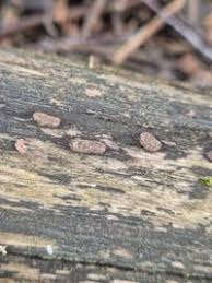 Attēlu rezultāti vaicājumam “Hypoxylon vogesiacum”