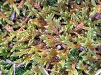 Attēlu rezultāti vaicājumam “Hypnum cupressiforme var. lacunosum sporophyte”