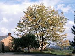 Attēlu rezultāti vaicājumam “Gleditsia triacanthos”