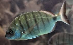 Image result for Diplodus sargus