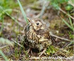 Attēlu rezultāti vaicājumam “Turdus philomelos juvenile”