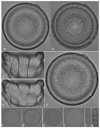 Attēlu rezultāti vaicājumam “Licea pusilla young”