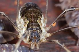 Attēlu rezultāti vaicājumam “Lophopilio palpinalis”