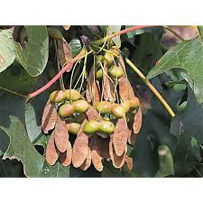 Attēlu rezultāti vaicājumam “Acer saccharinum fruit”