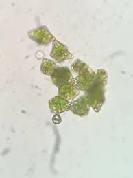 Attēlu rezultāti vaicājumam “Anastrophyllum minutum”