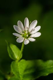 Attēlu rezultāti vaicājumam “Myosoton aquaticum”