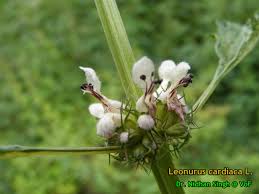 Image result for Leonurus cardiaca