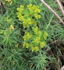Attēlu rezultāti vaicājumam “Euphorbia virgata leaf”