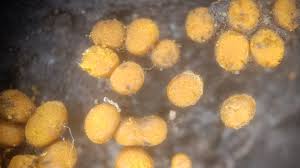 Attēlu rezultāti vaicājumam “Trichia scabra spores”